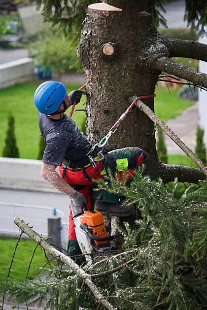 Reliable Mcconnellstown, PA Tree Removal Solutions